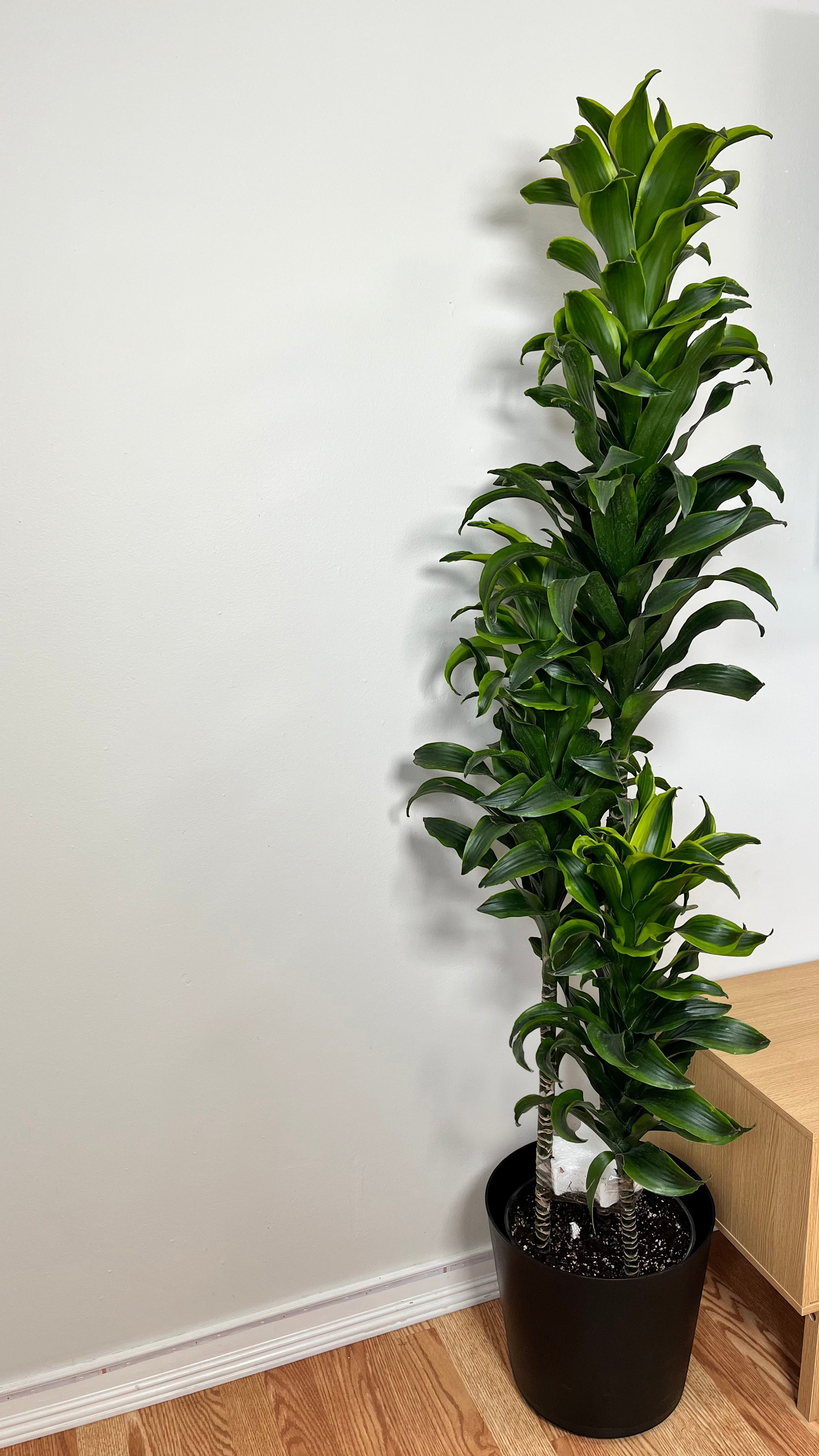 10" Dracaena Tornado Cane 5 Feet Tall